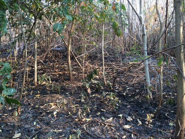 ภาพป่าที่ถูกเผาไปเรียบร้อย บริเวณ อ.บ้านไร่ จ.อุทัยธานี ถ่ายเมื่อวันที่ 13 ก.พ. 2559 